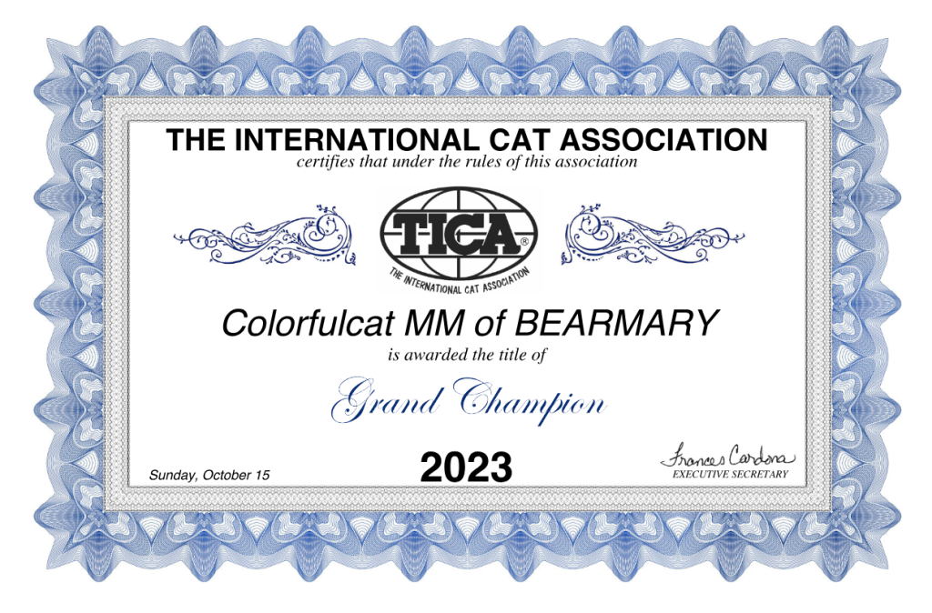 cat show certificate