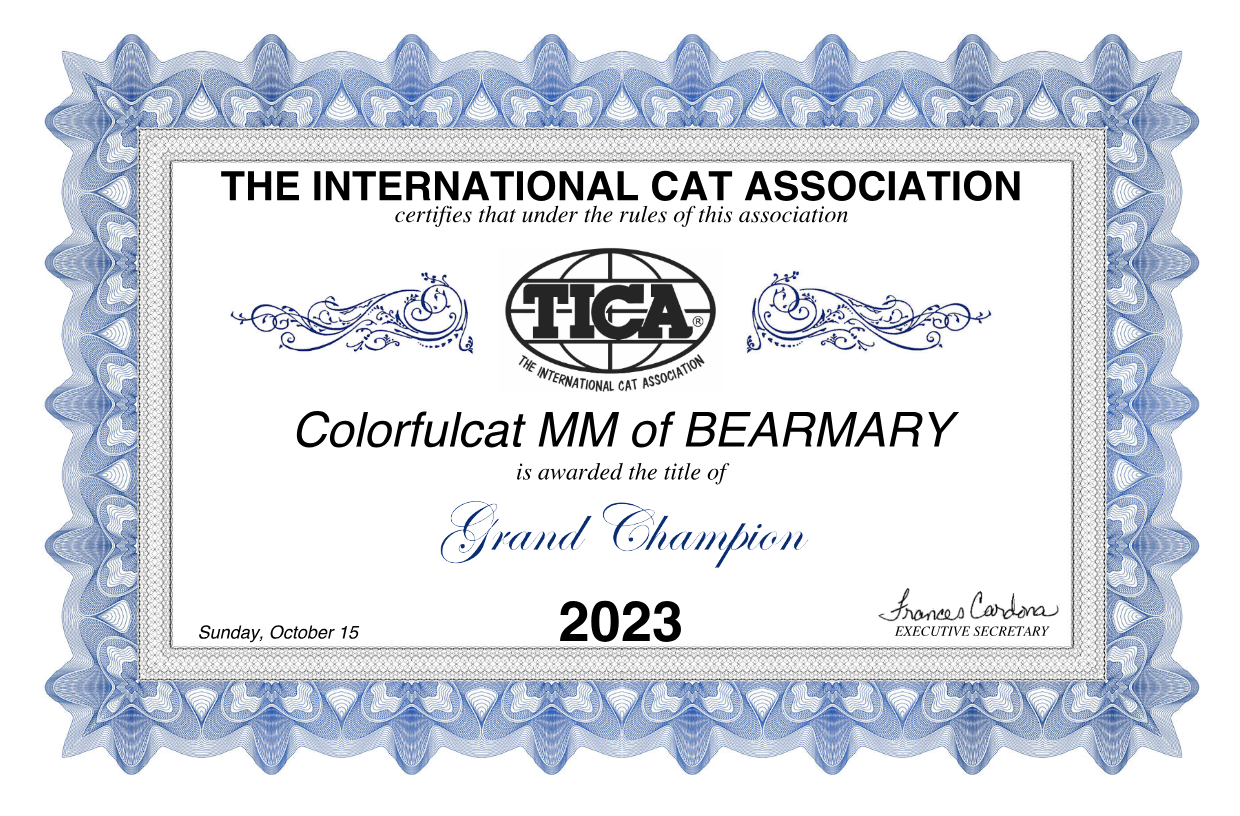 Beautiful British Shorthair and British Longhair Kittens - British Shorthair for sale & British Longhair Kittens for sale
