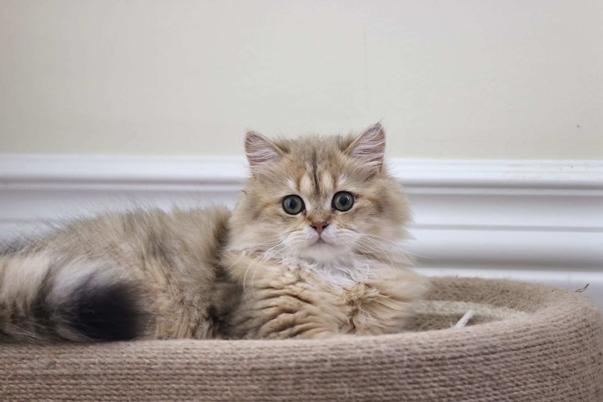 long haired tabby kitten