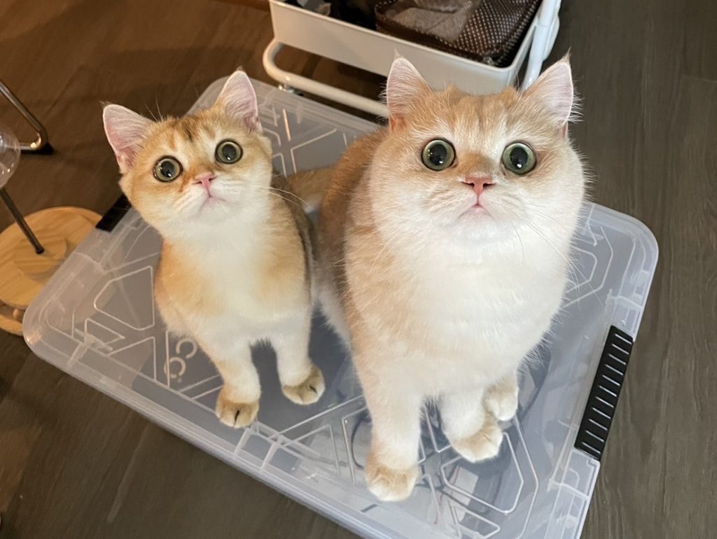 british shorthair kittens for sale yuzu and mochi is standing together on a box