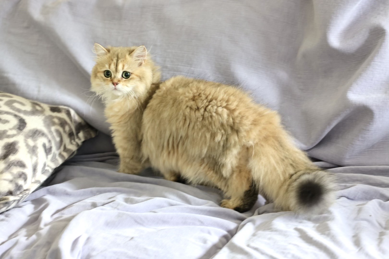 long haired tabby kitten