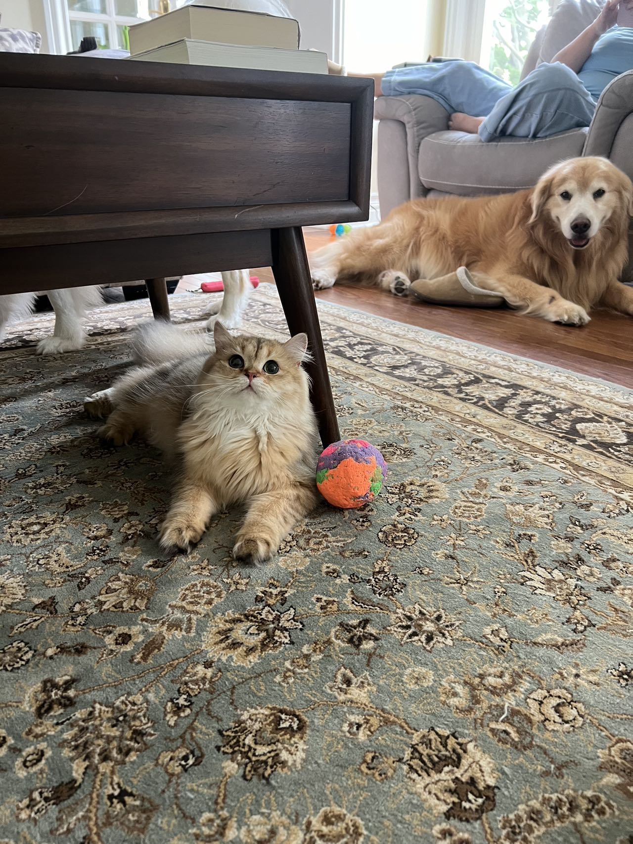 british longhair kittens for sale