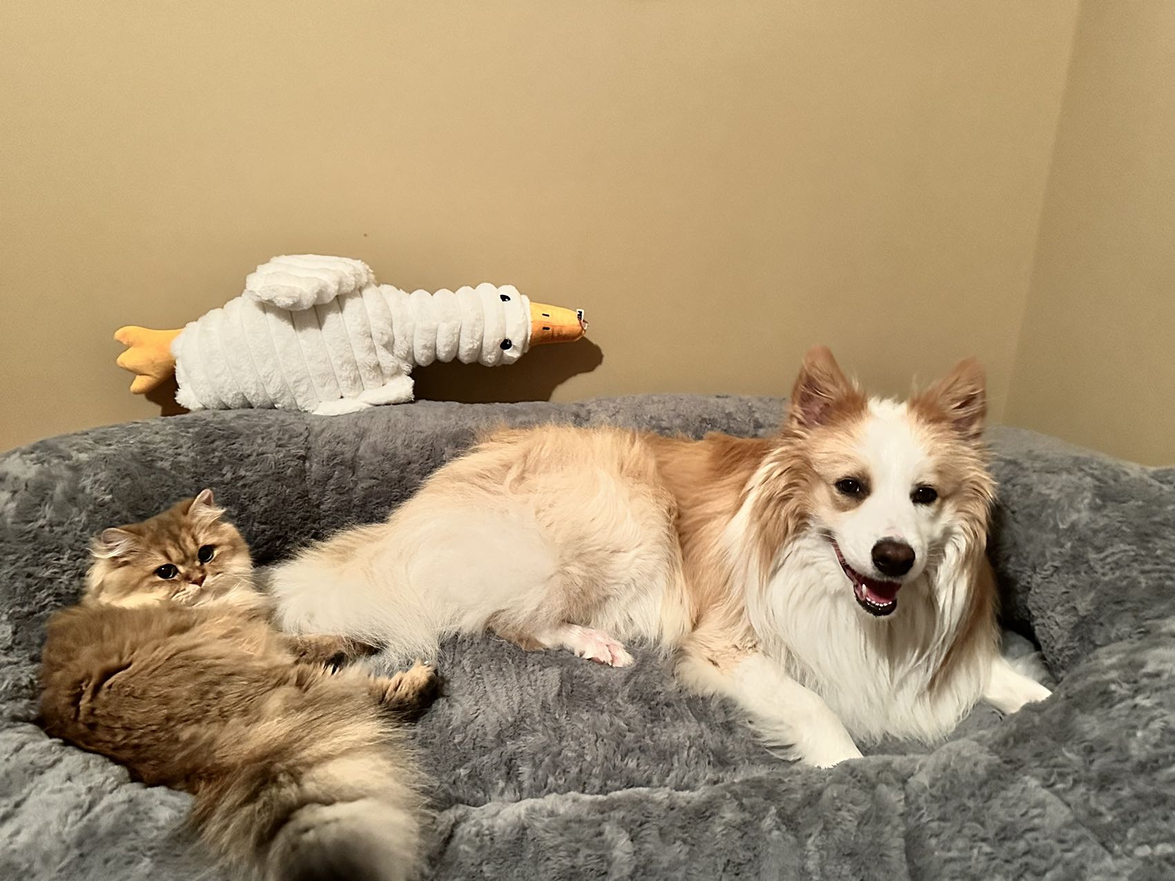 british longhair kittens for sale