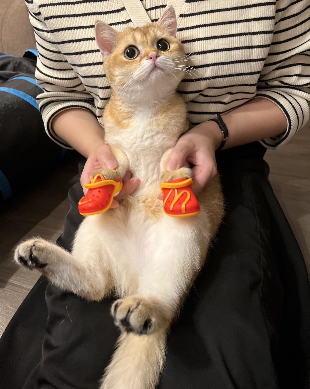 British Shorthair golden