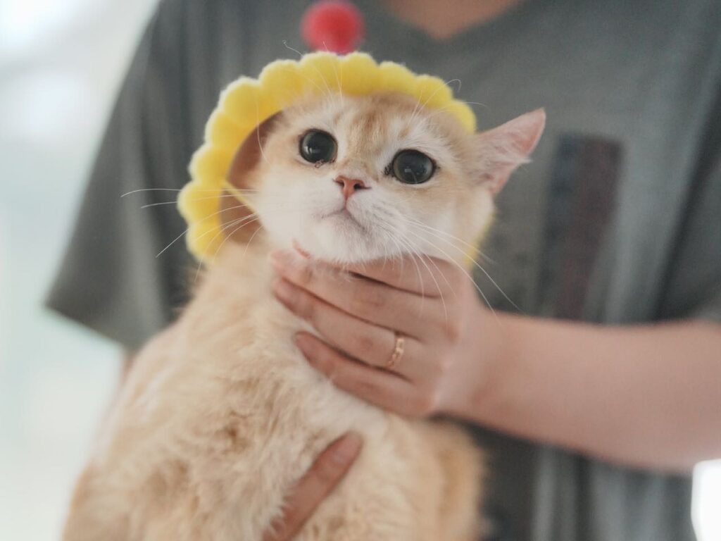 british shorthair golden shaded