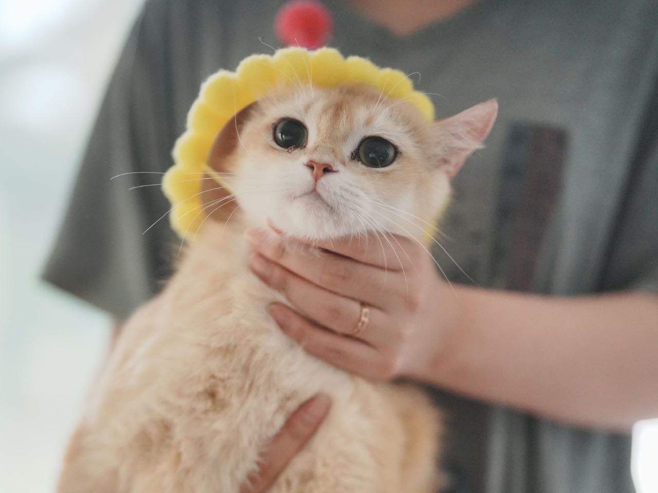 british shorthair golden shaded