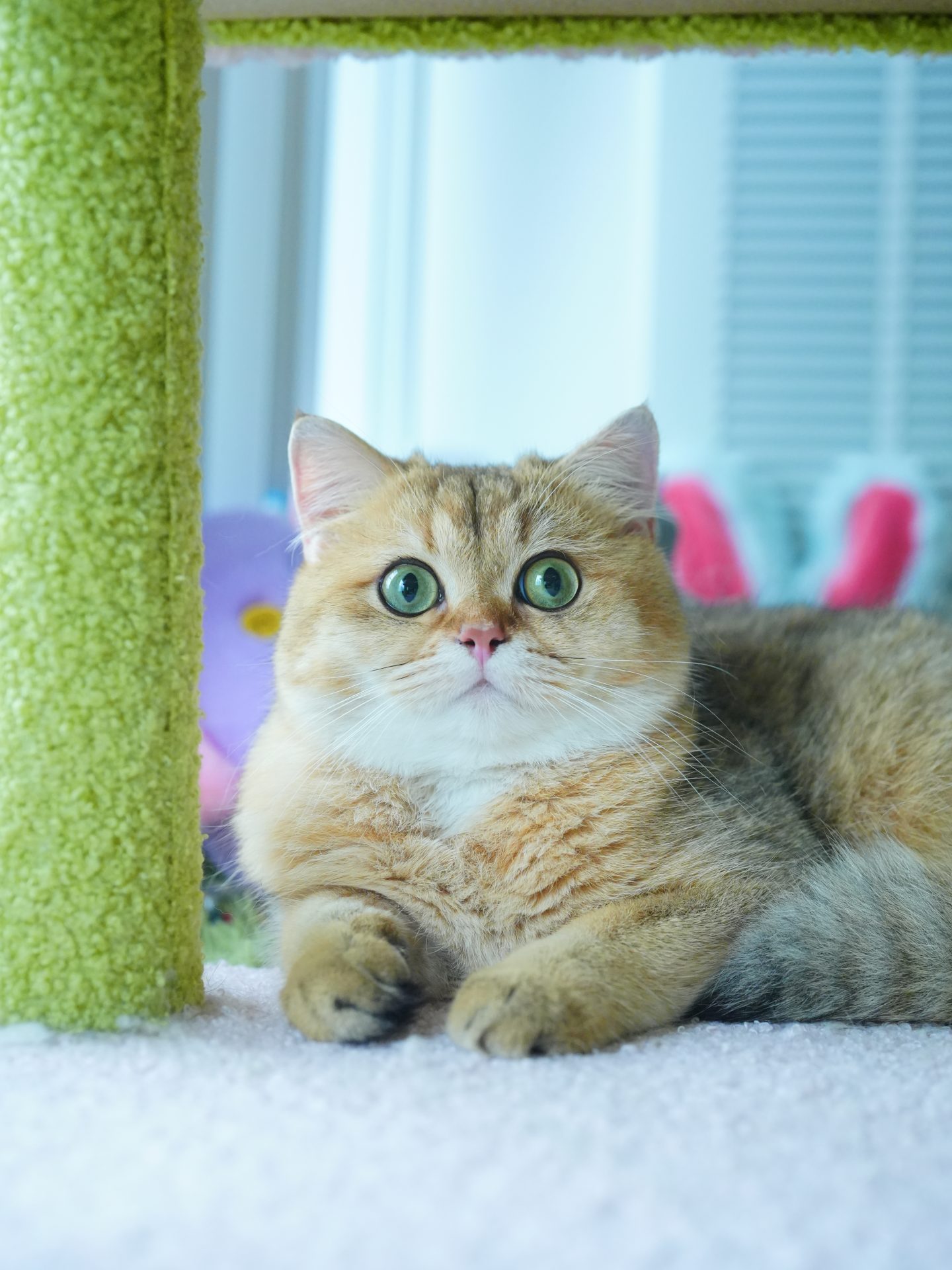 british short cat for sale