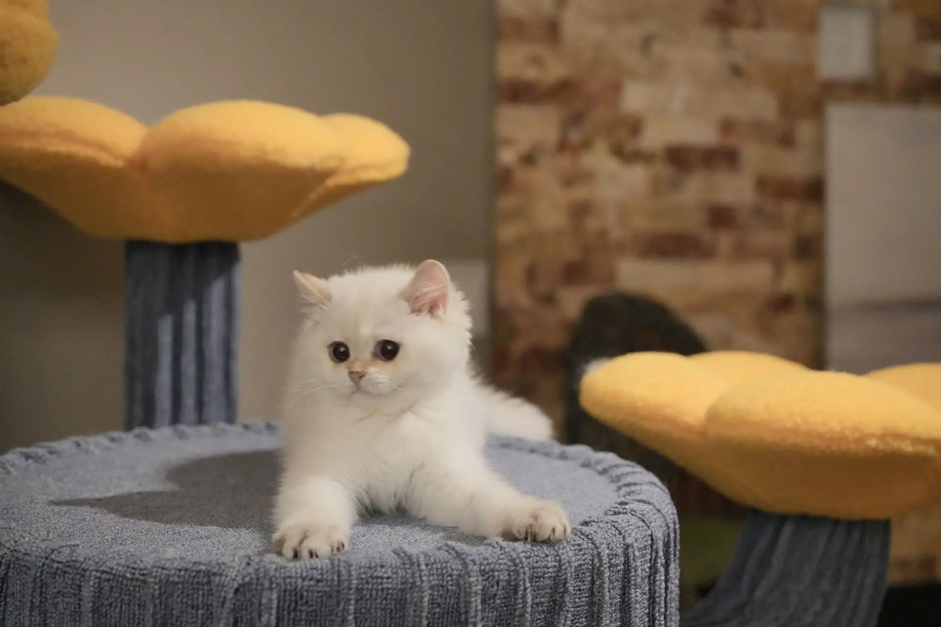 british shorthair for sale vancouver