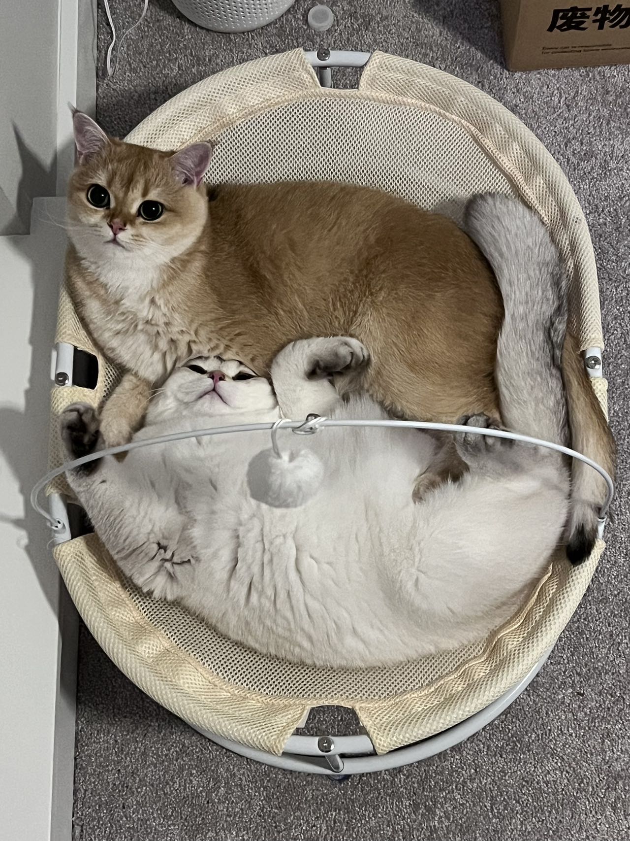 british shorthair for sale vancouver