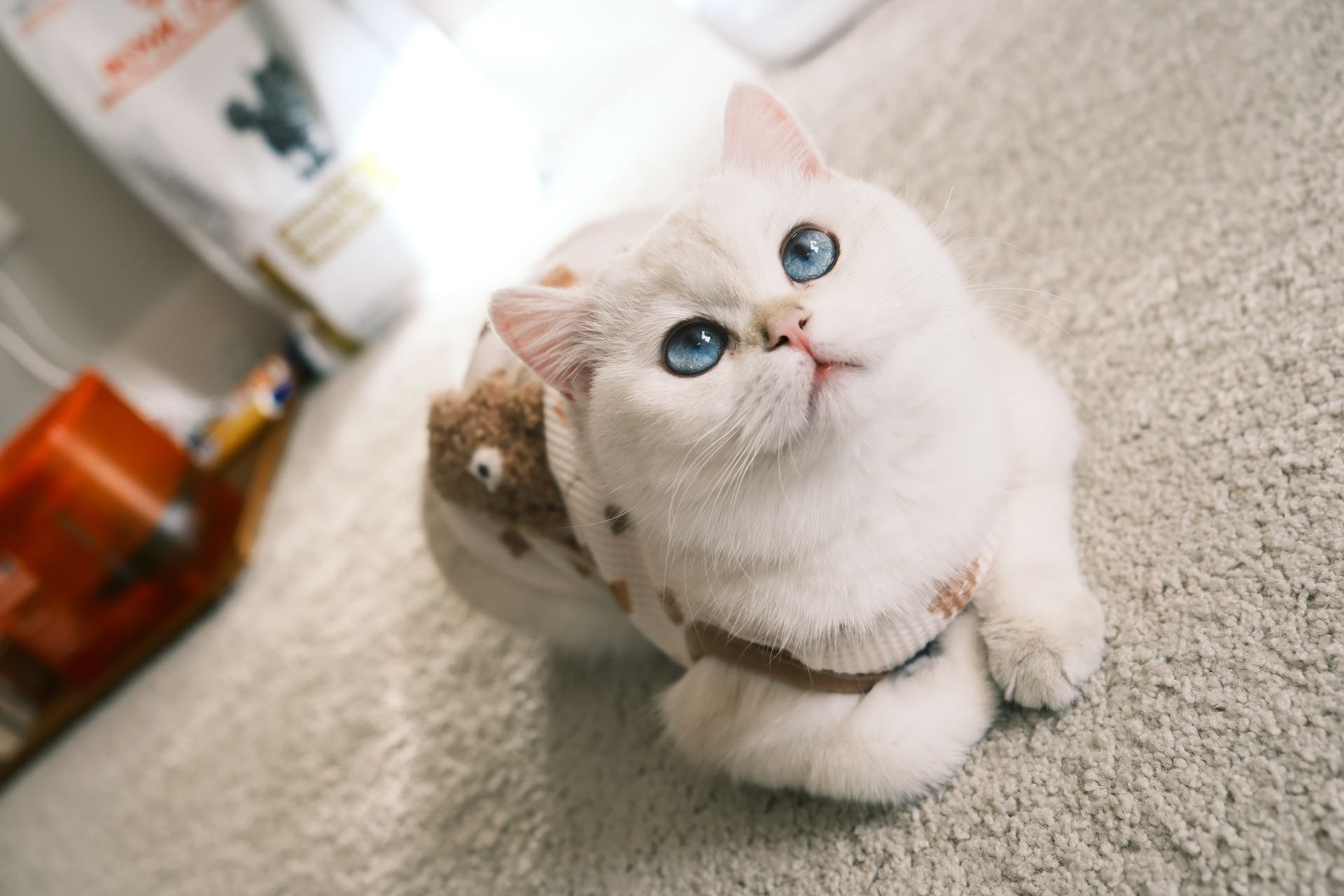 british shorthair cats