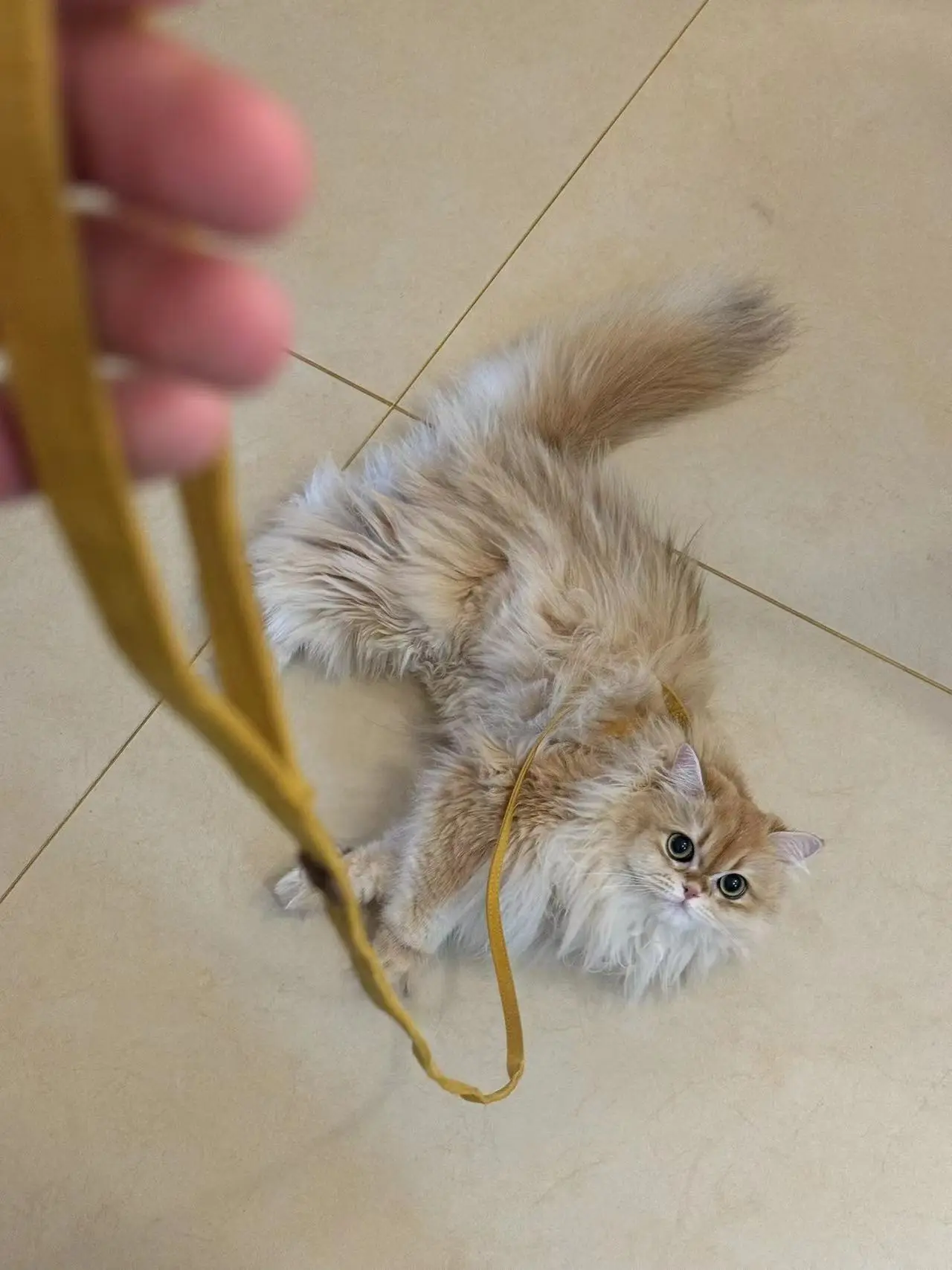 british longhair cat for sale