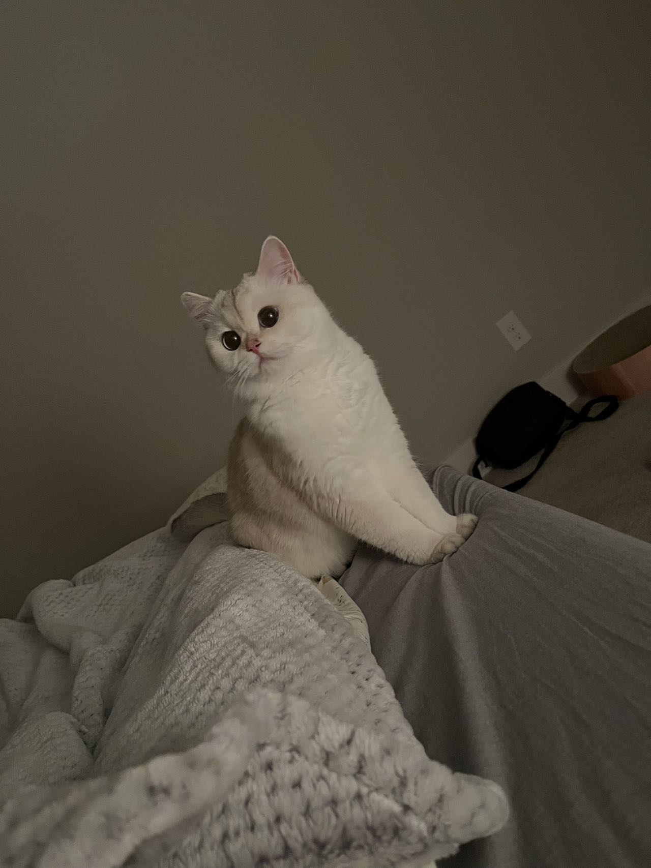 british shorthair cats