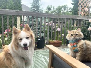 british longhair cat gouda is smiling with the dog