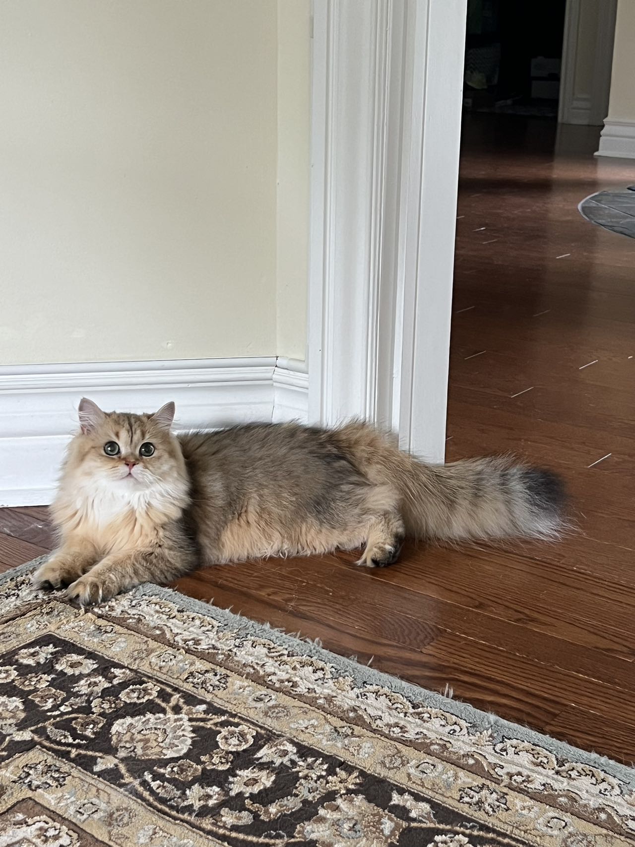 british longhair kittens for sale
