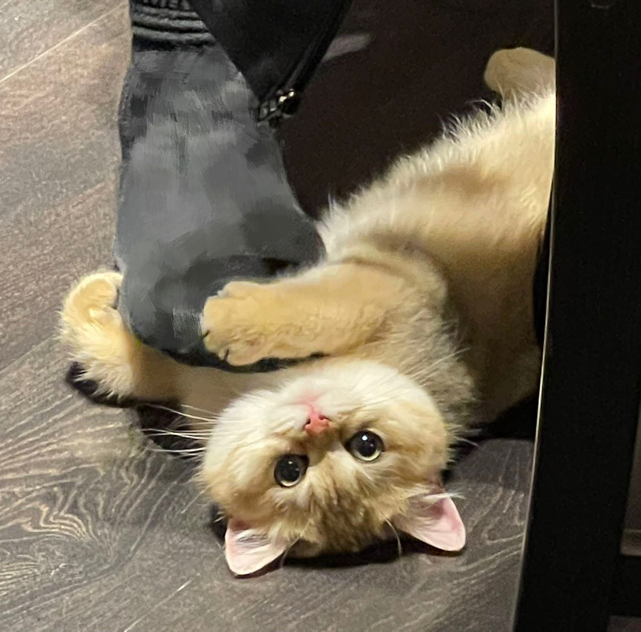 british short cat for sale