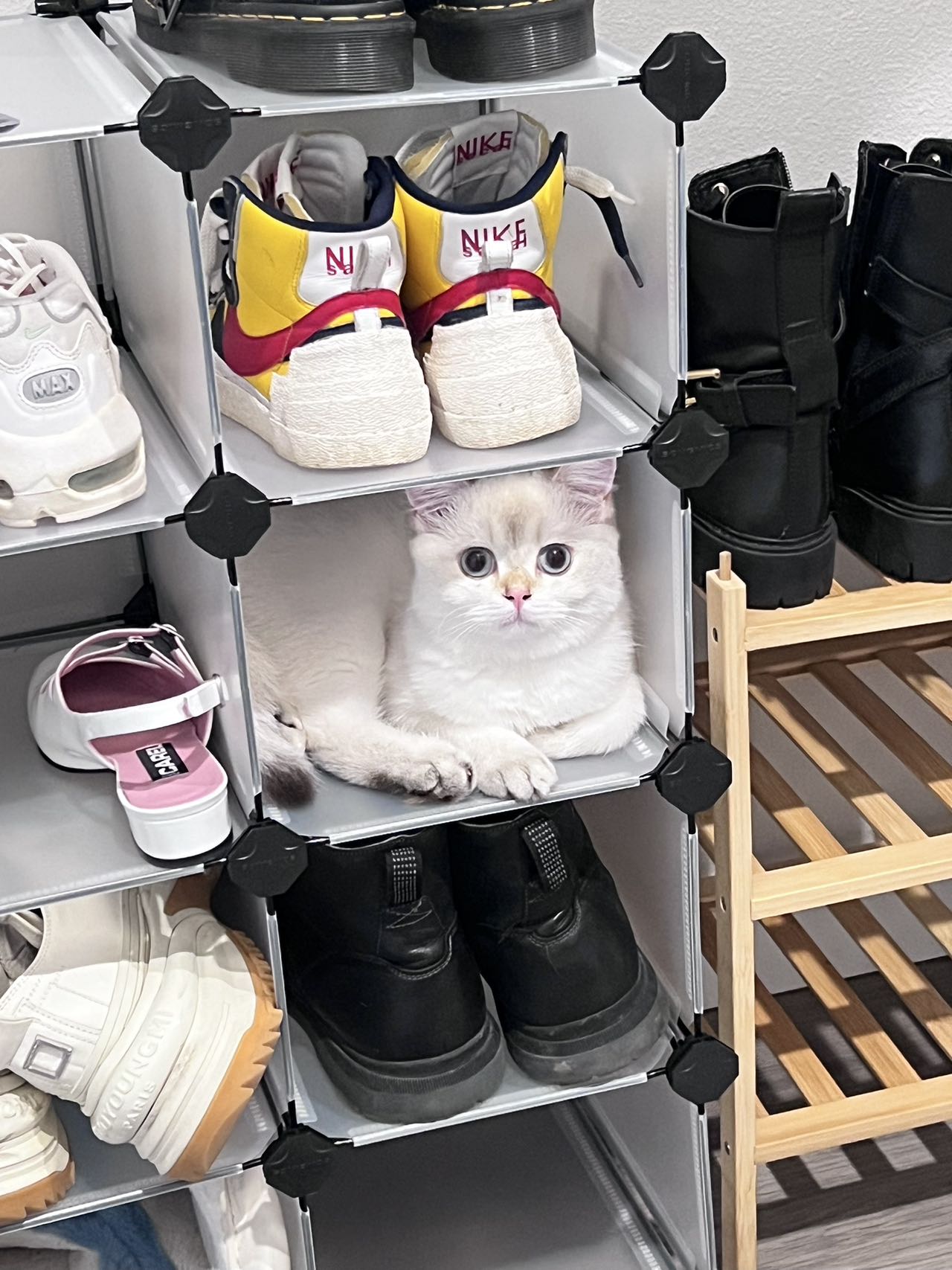 british shorthair for sale vancouver
