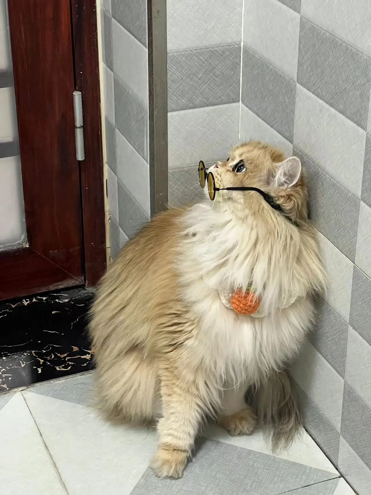 british longhair cat for sale