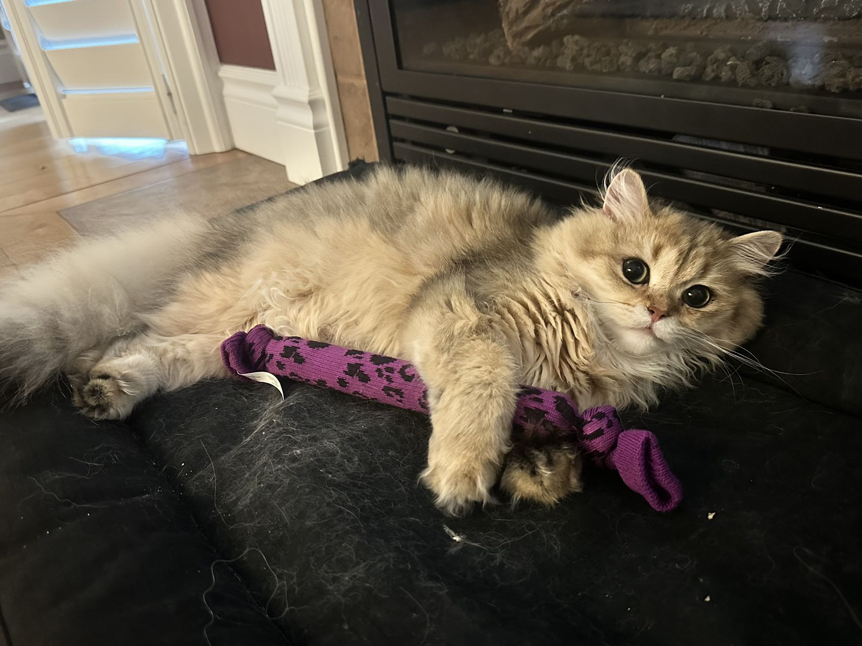 long haired tabby kitten