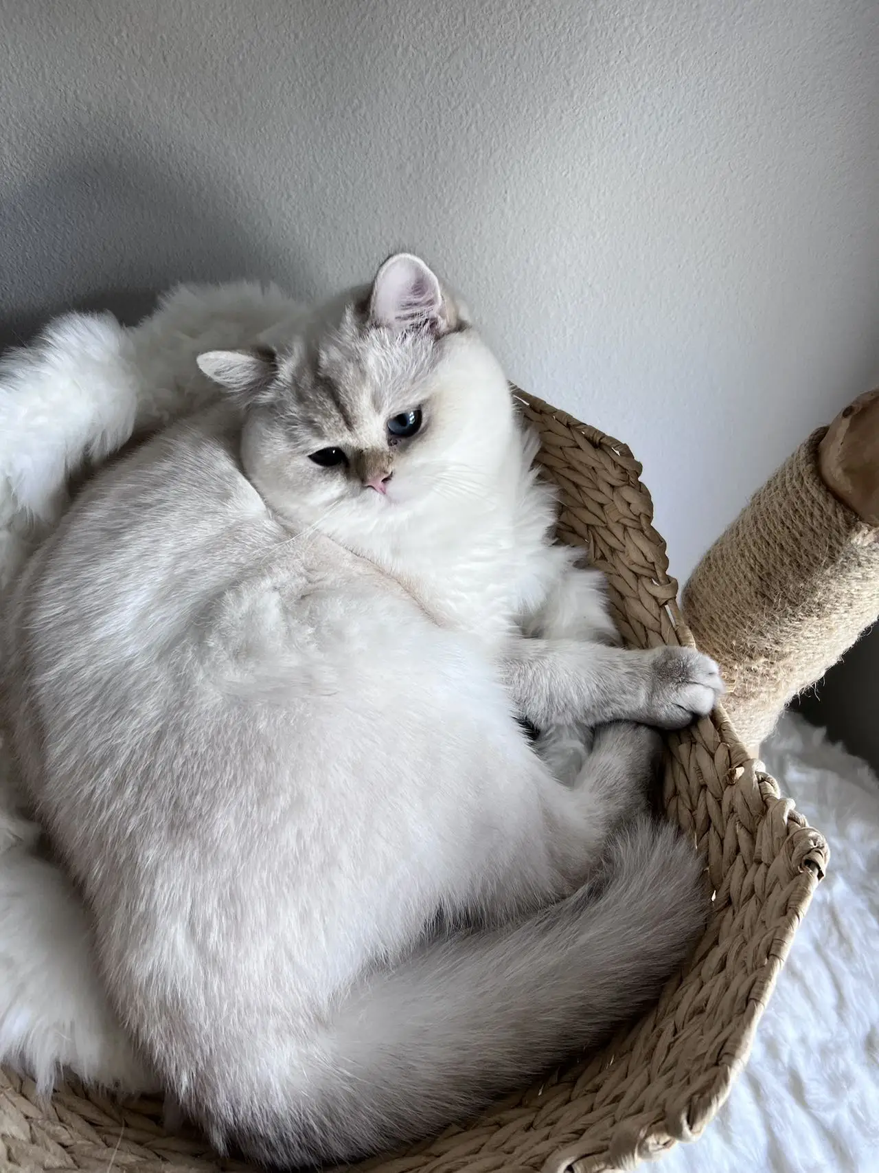 british shorthair for sale vancouver