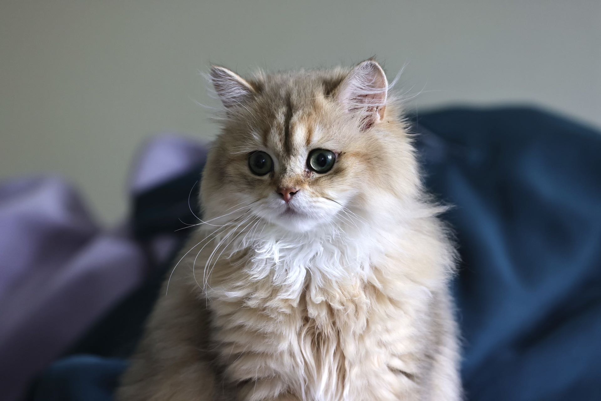 long haired tabby kitten