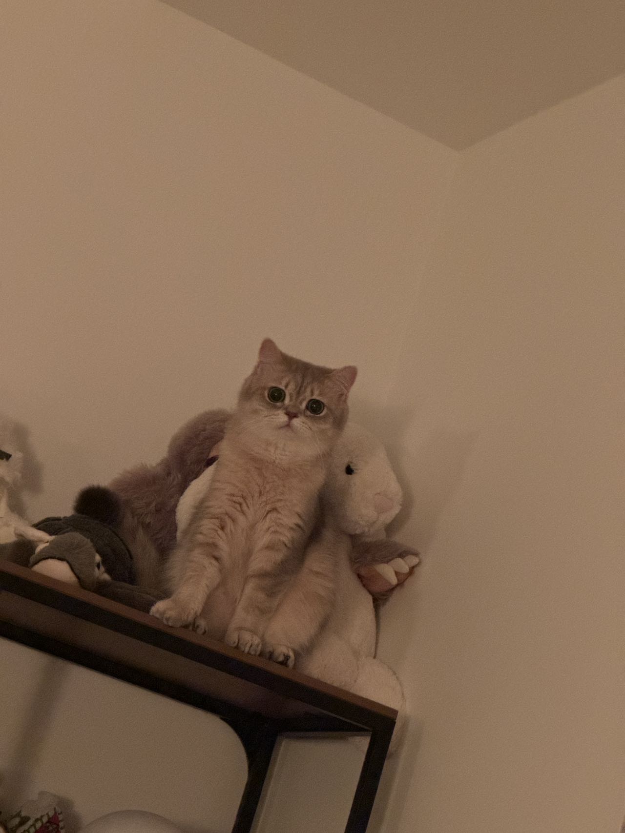 blue golden shaded british shorthair