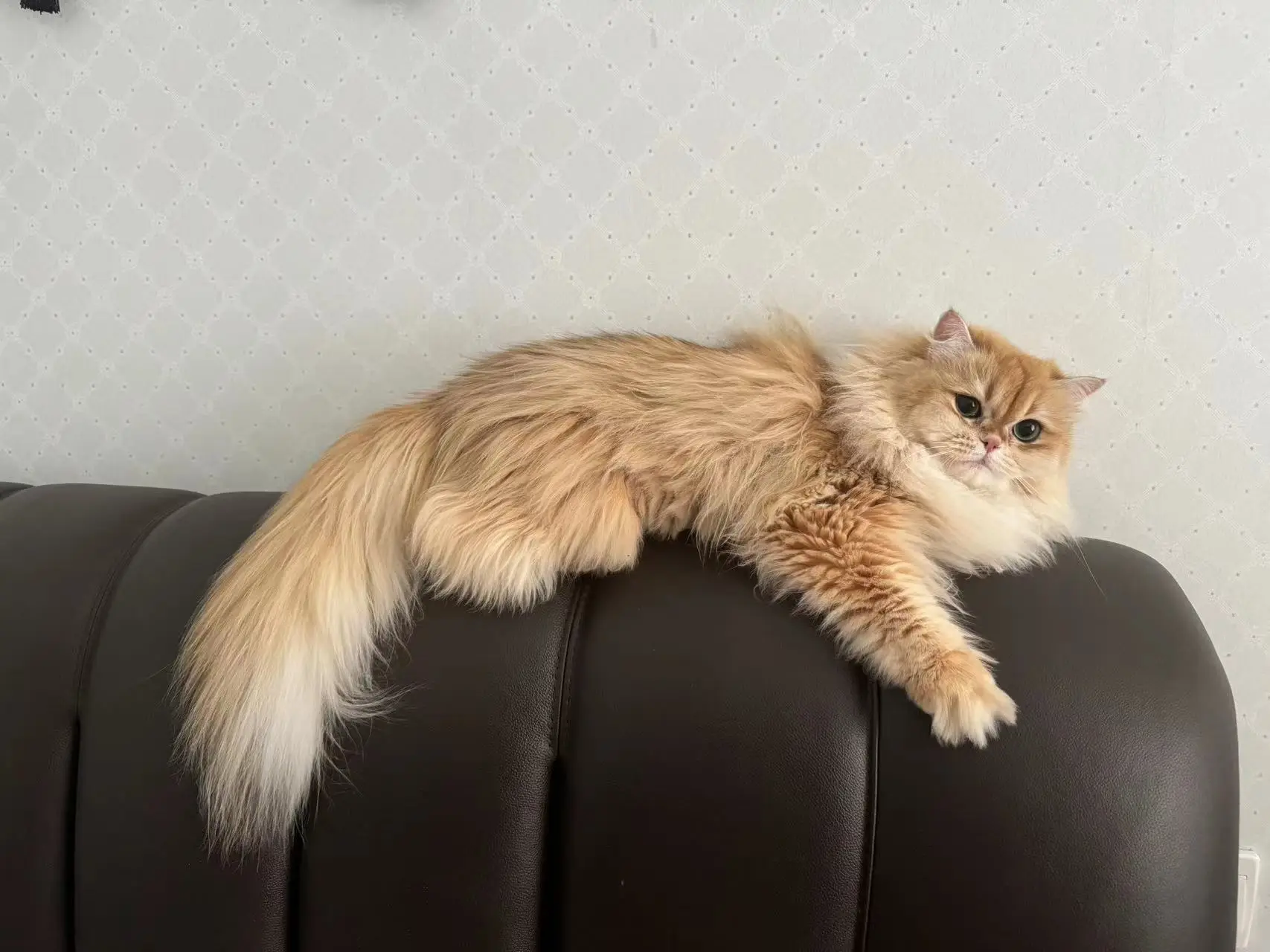 british longhair cat for sale