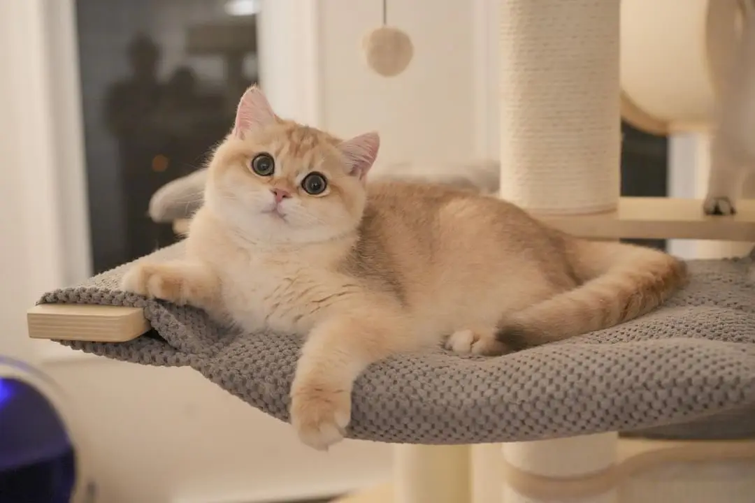 british shorthair kitten