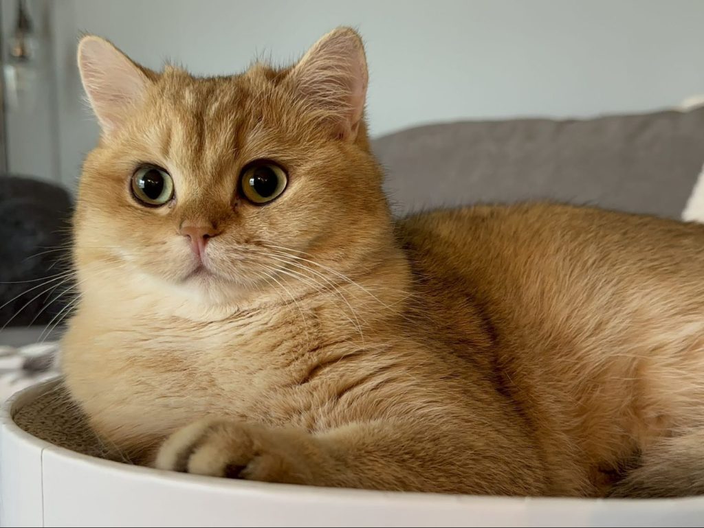 Max - Golden Shaded British Short hair - British Shorthair for sale & British Longhair Kittens for sale