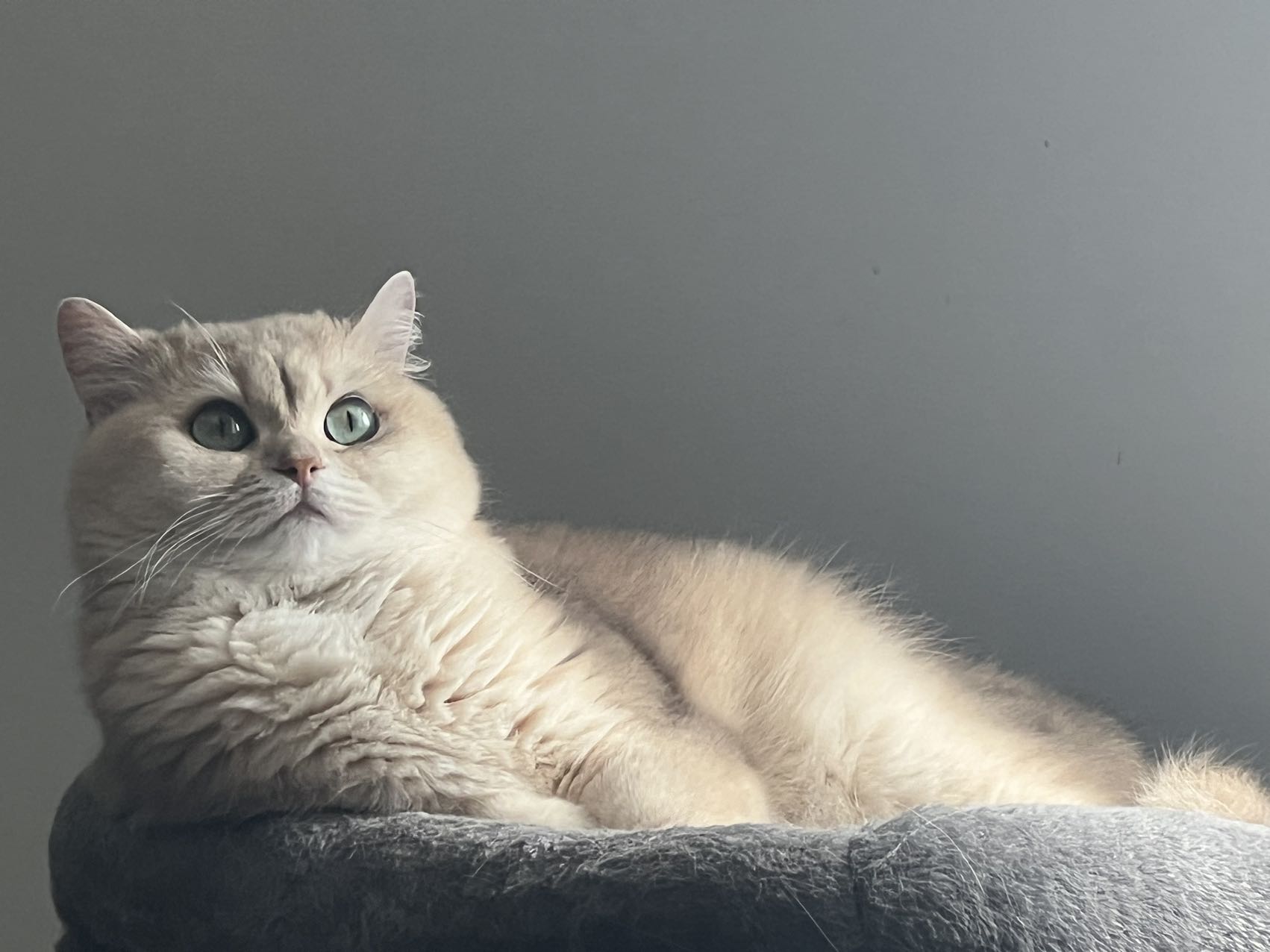 british blue cat for sale