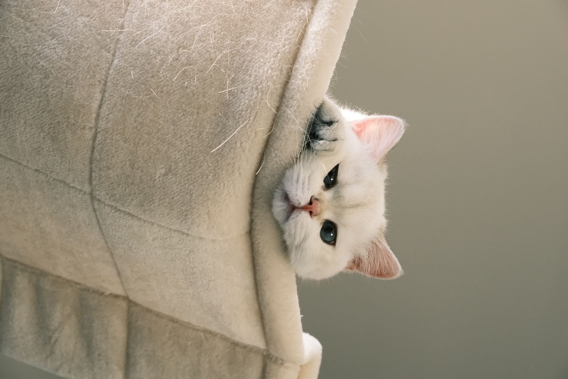 british shorthair cats