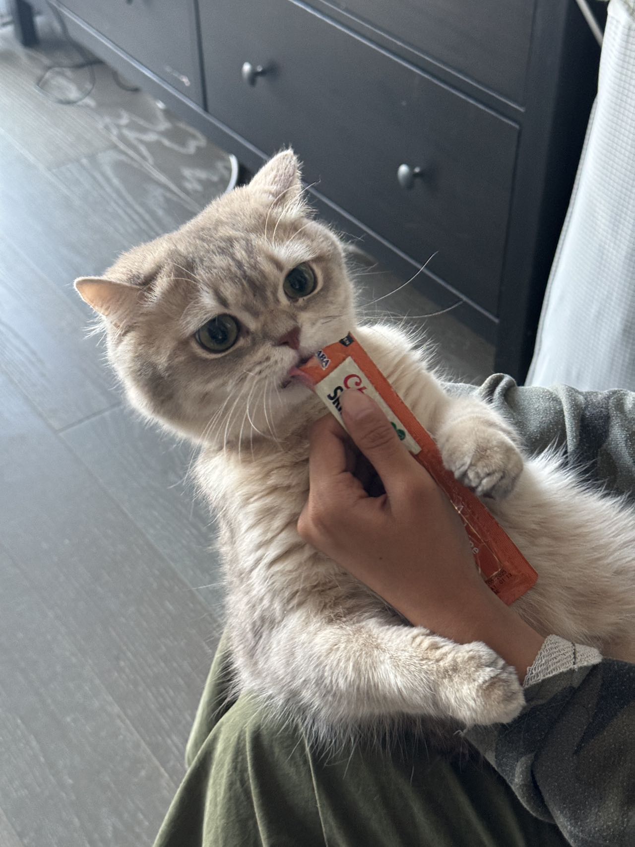 blue golden shaded british shorthair