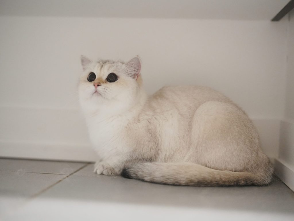 cat for sale