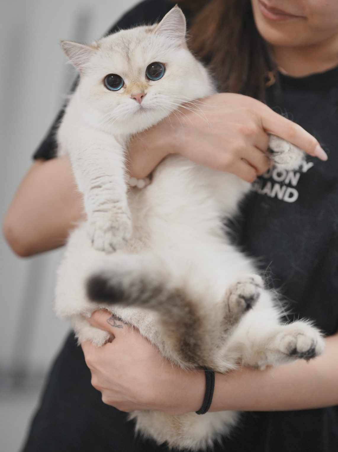 british shorthair cat toronto