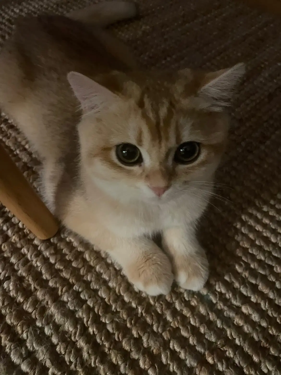 british shorthair kitten