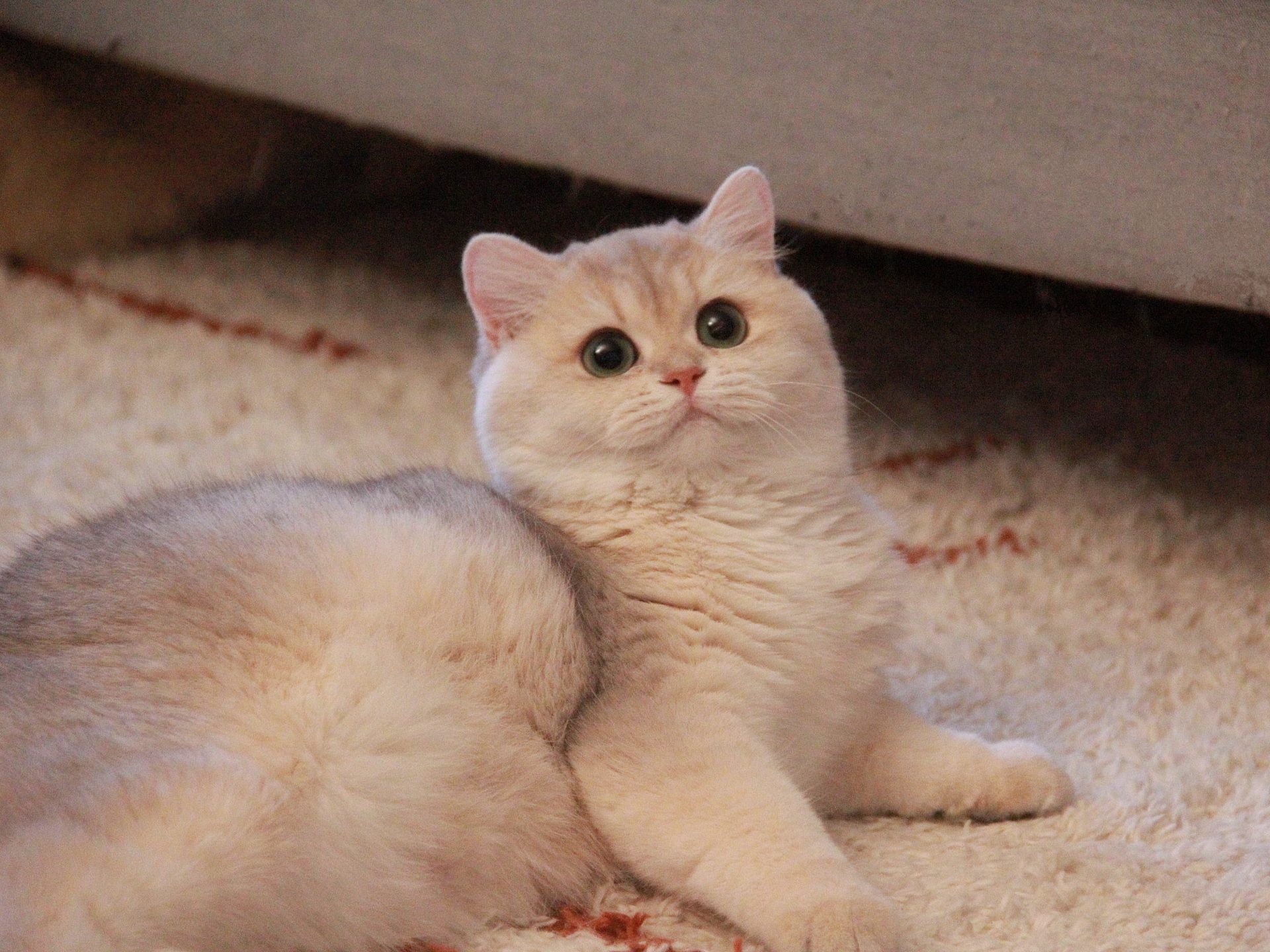 british blue cat for sale