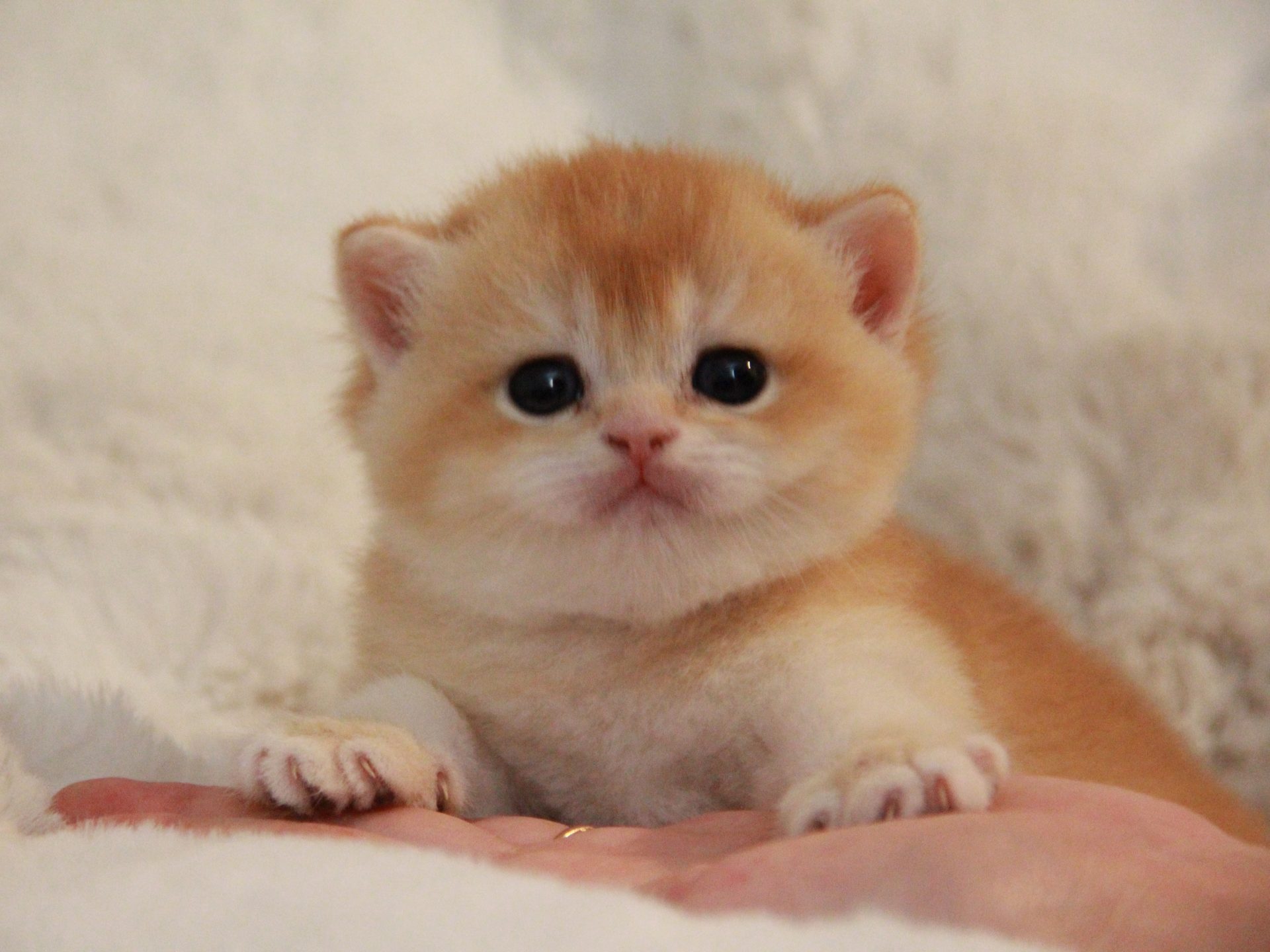 golden british shorthair