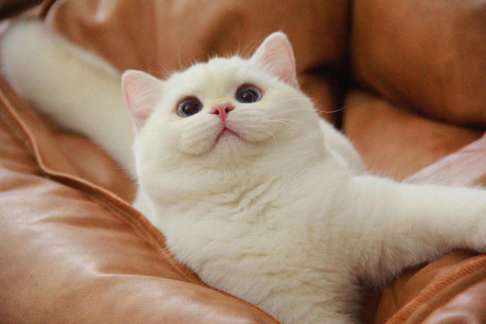 british shorthair cat