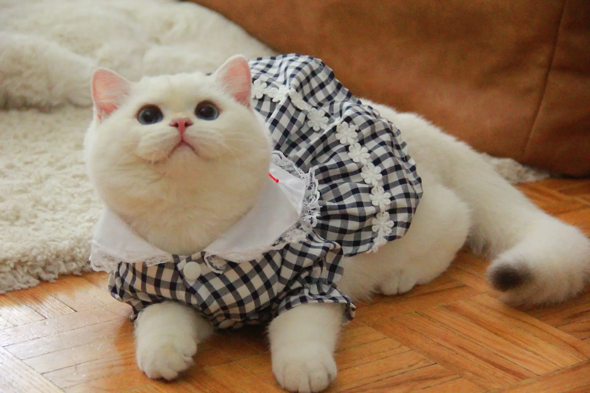 Golden British Shorthair Cat