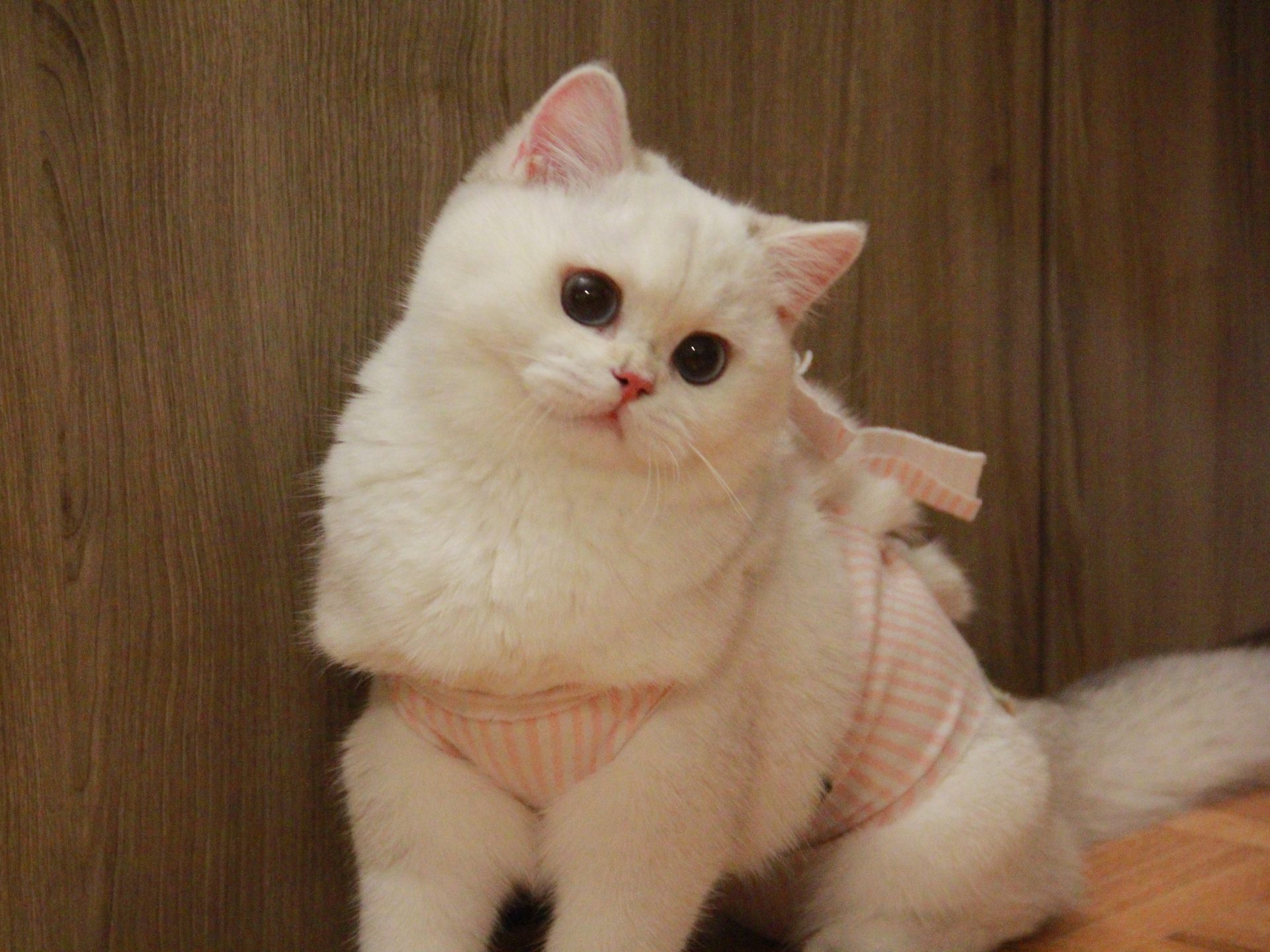 british shorthair cats