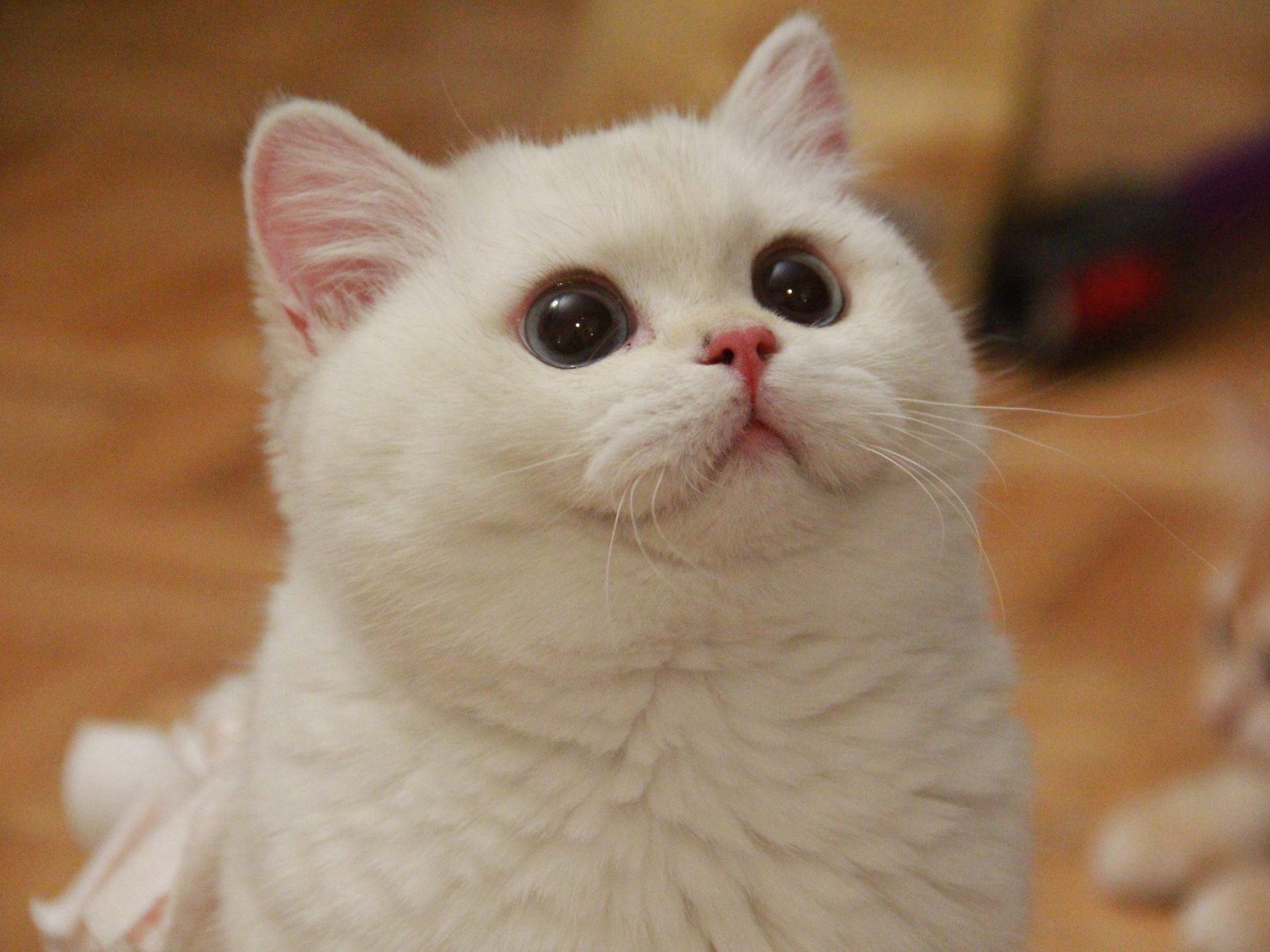 british shorthair cats