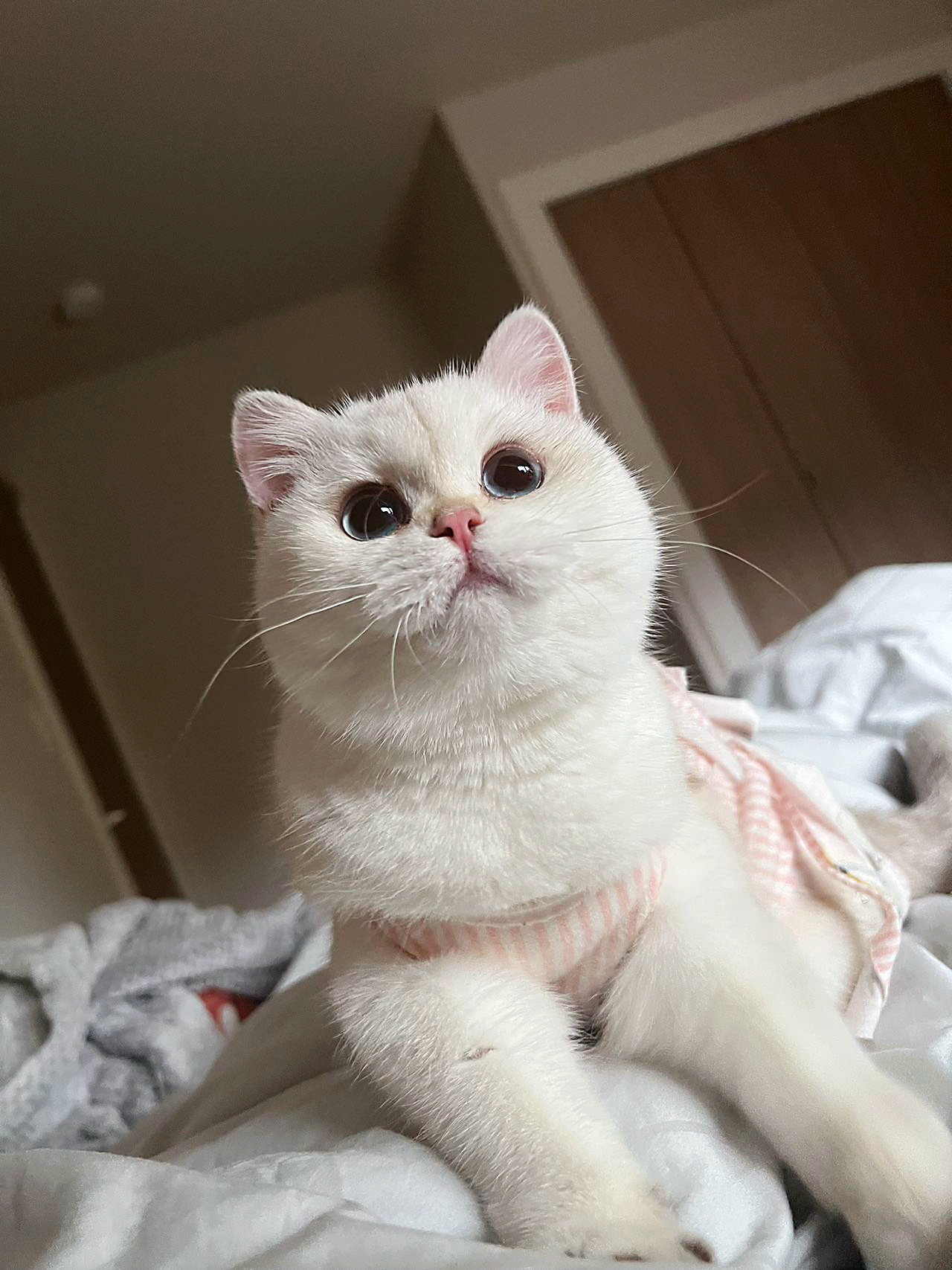 Golden British Shorthair Cat