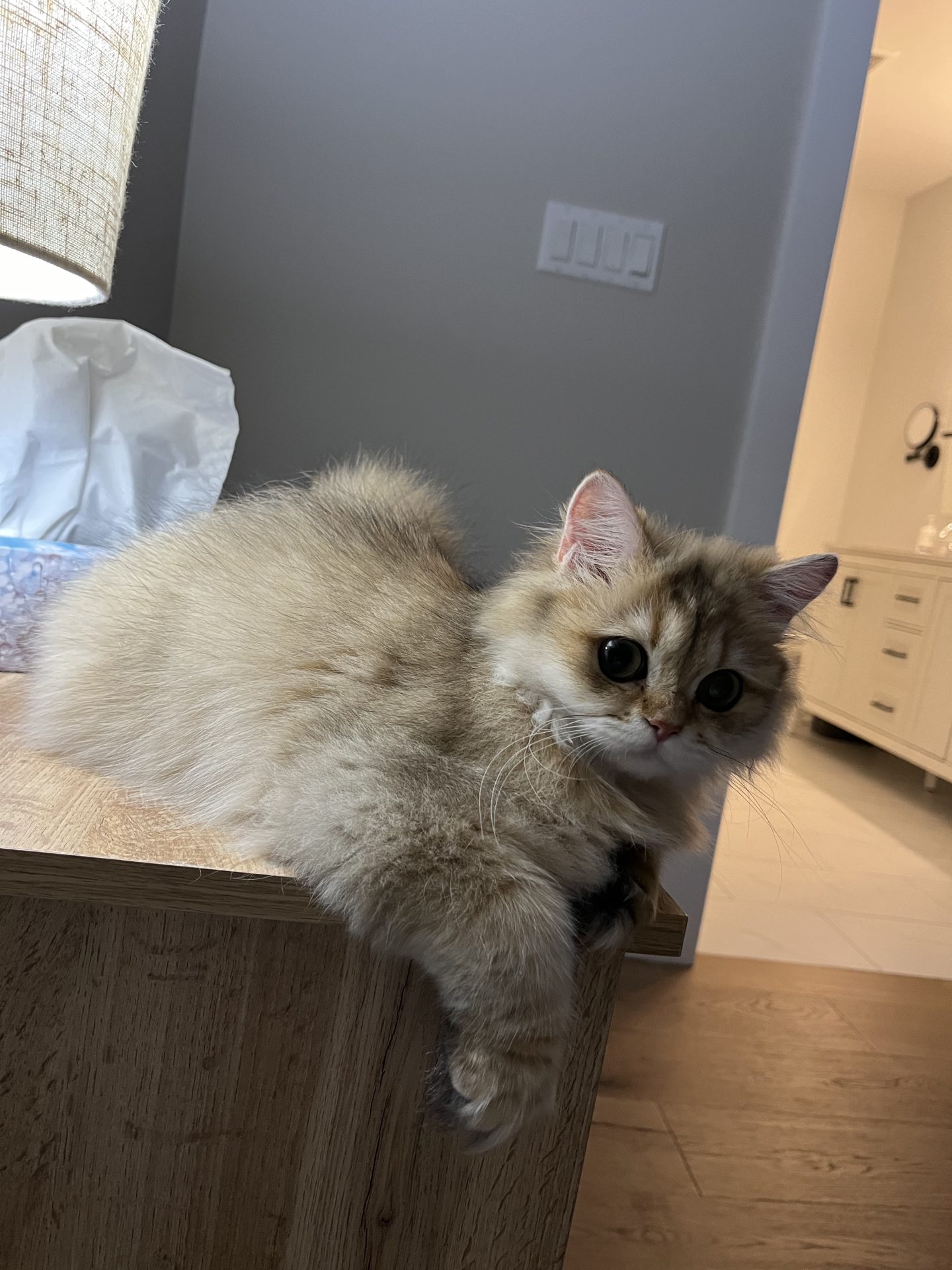 british longhair cat for sale