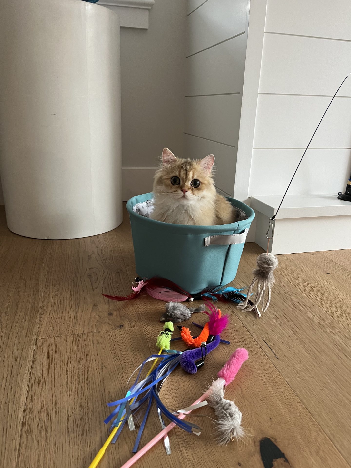 british longhair cat for sale