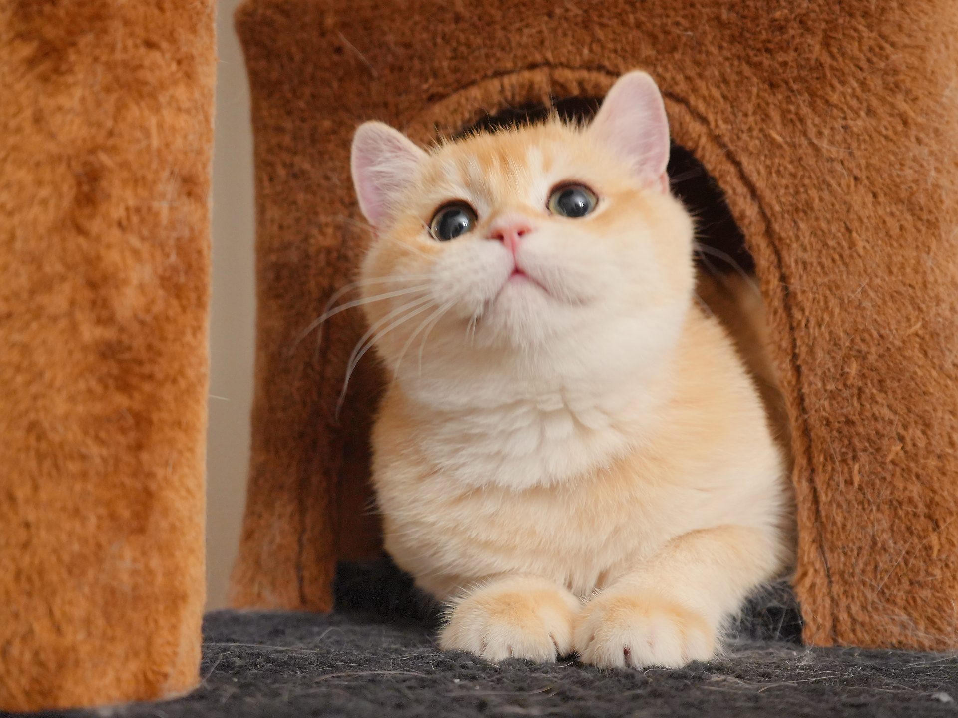 golden british shorthair