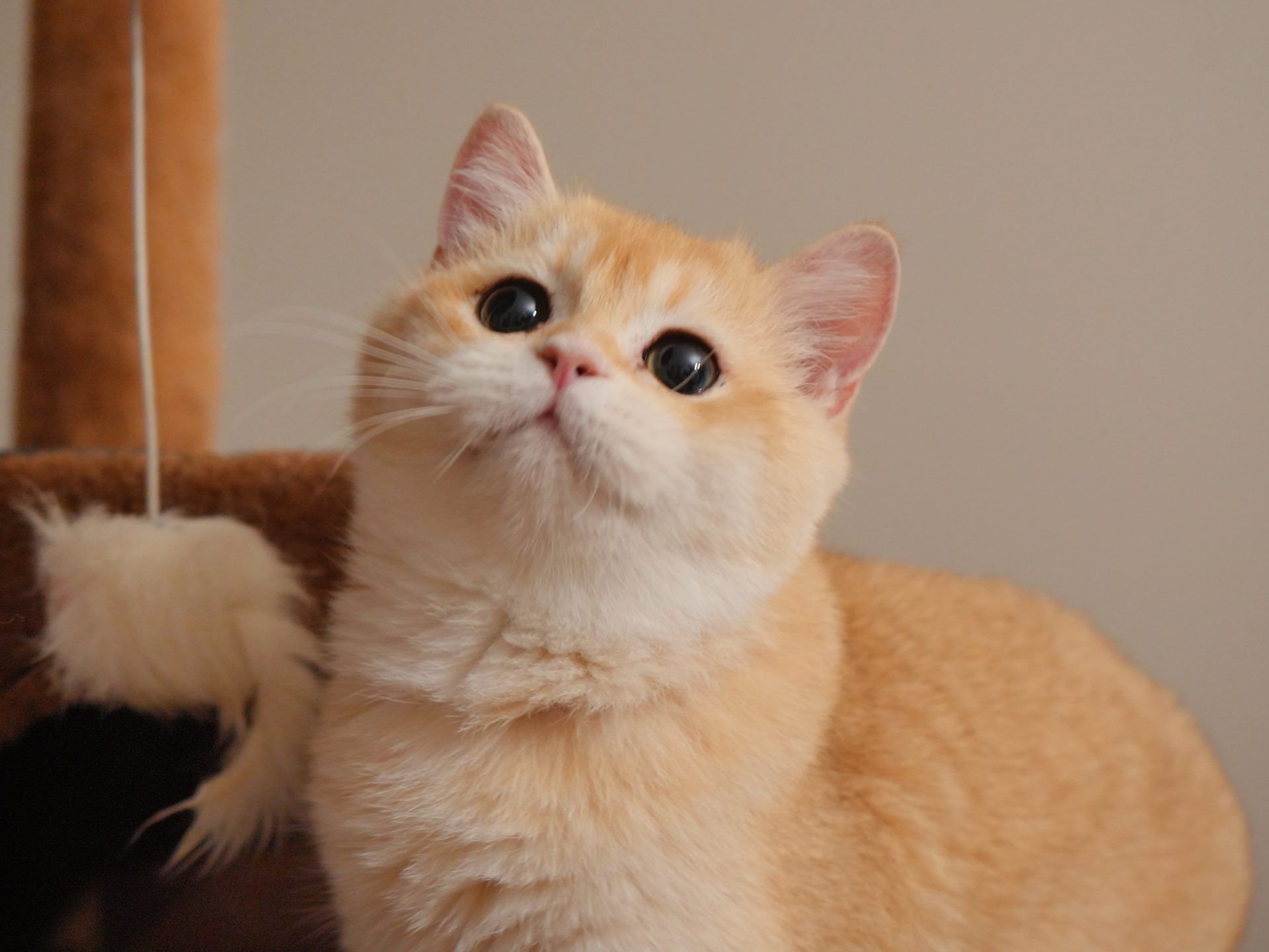 british shorthair vancouver