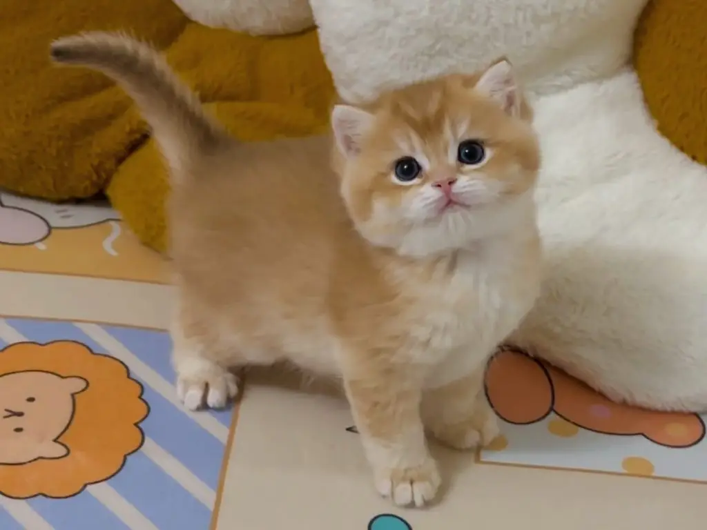 ny 12 british shorthair