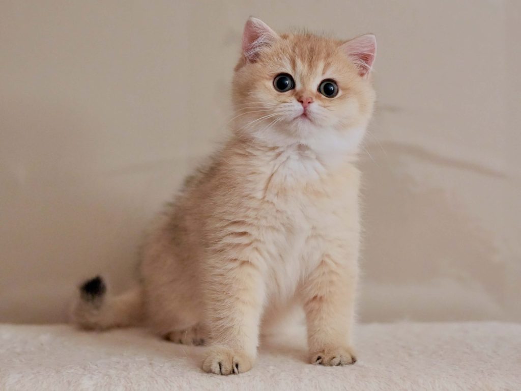 british shorthair kittens for sale