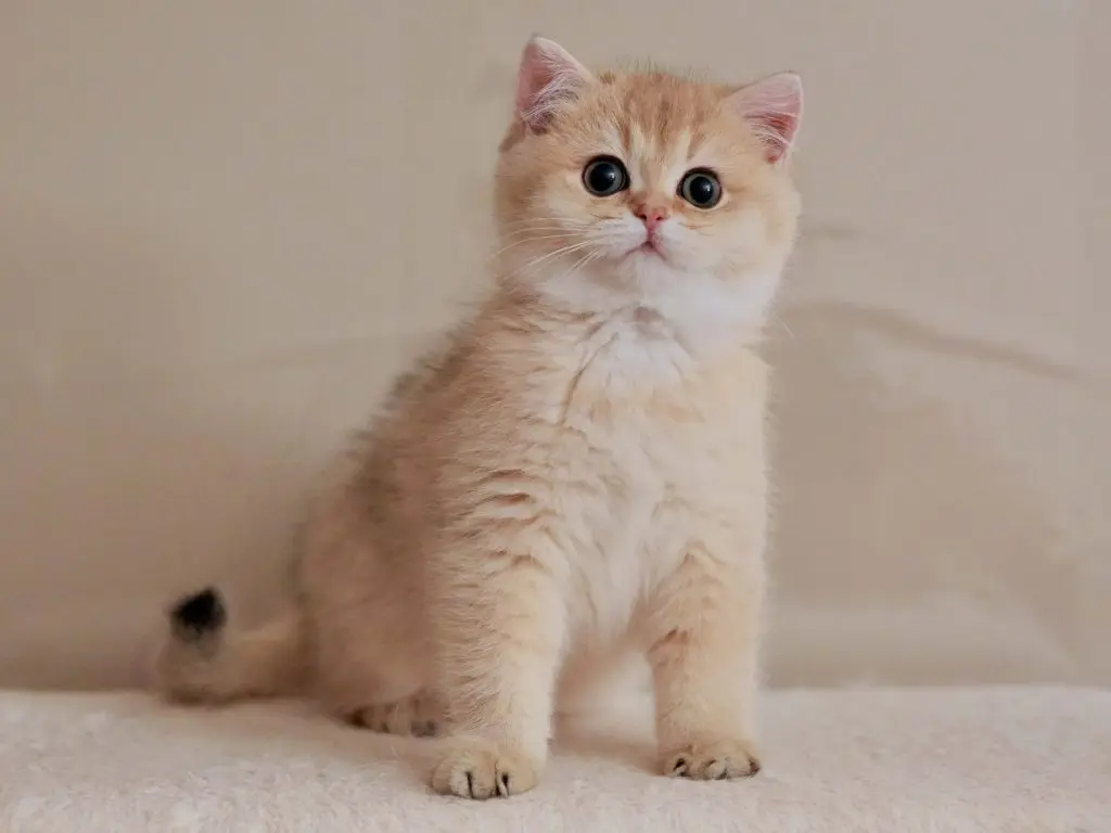 british shorthair kittens for sale
