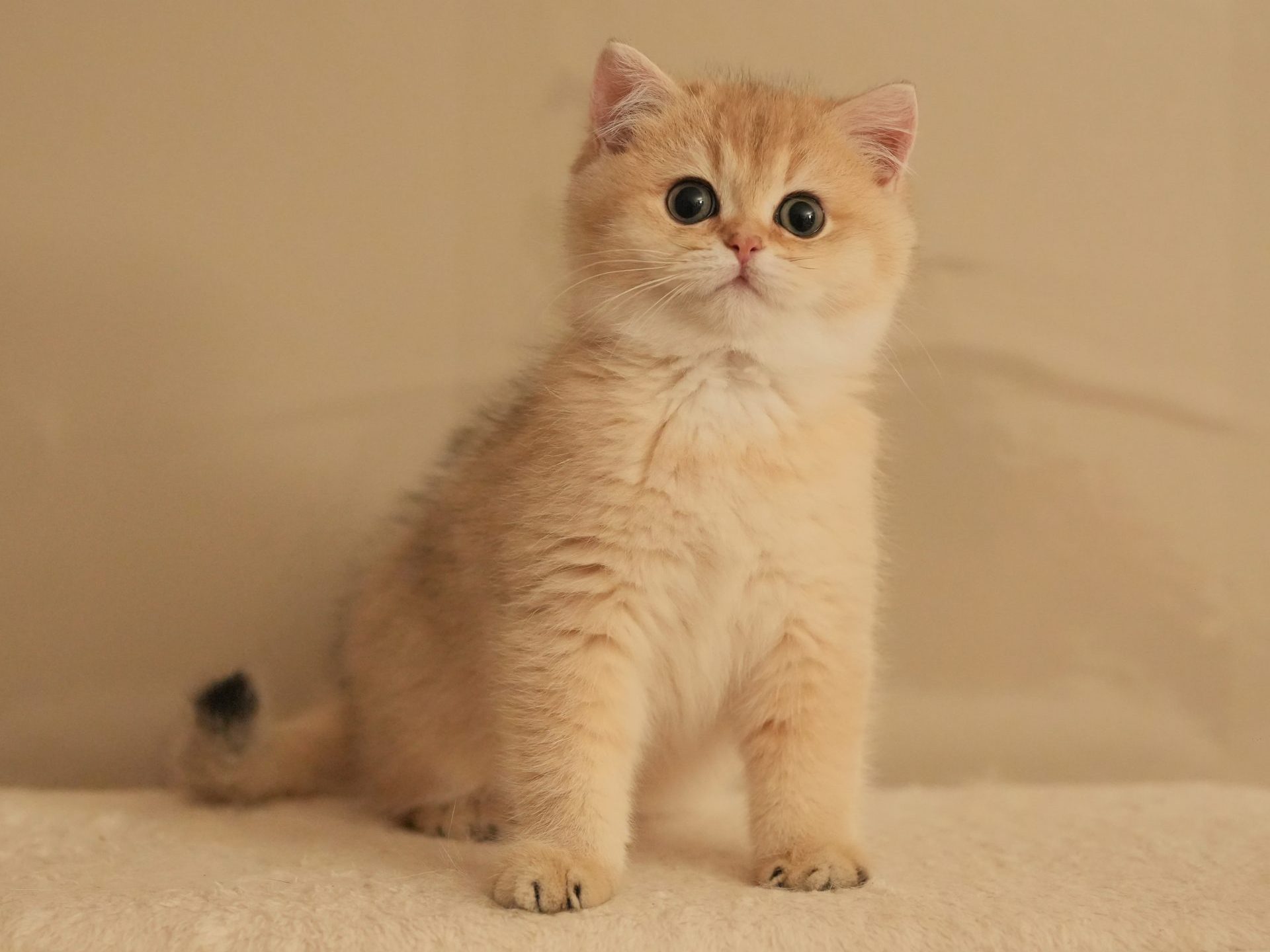 golden british shorthair tubby is showing his golden dense fur