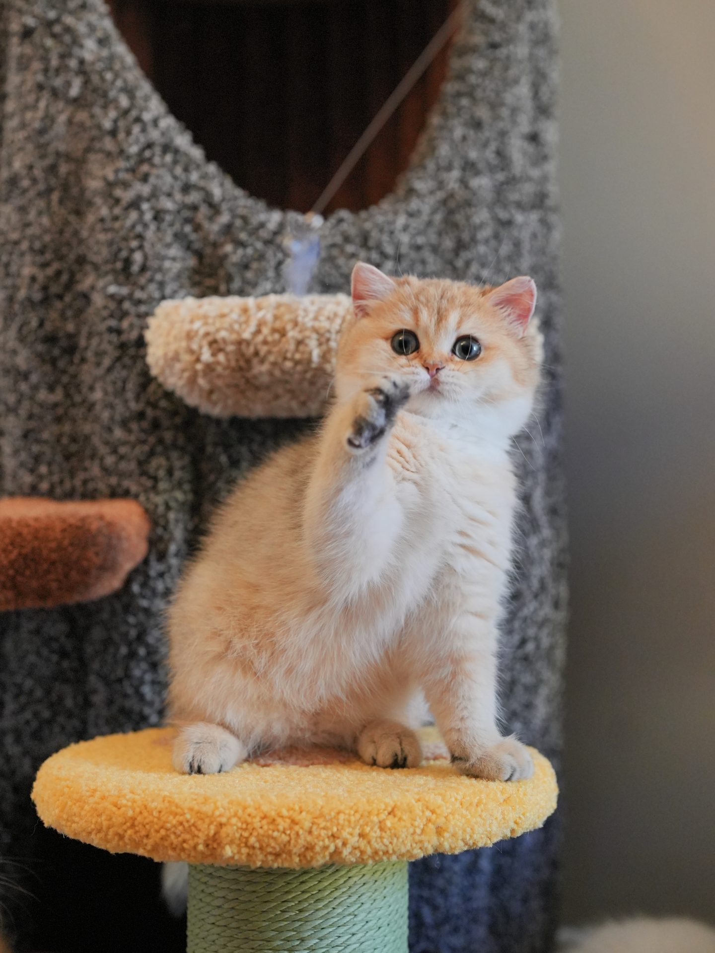 British Shorthair kitten for sale